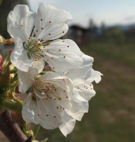 Fiore-bianco-Le-cascine-bio-selci-lama-città-di-castello-umbria