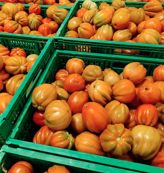produzione-pomodori-da-insalata-Le-cascine-bio-selci-lama-città-di-castello-umbria
